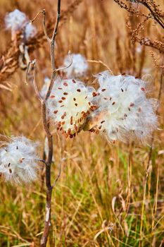 Image of Detailed branch of milkweed cotton seed pods in nature of fall fields