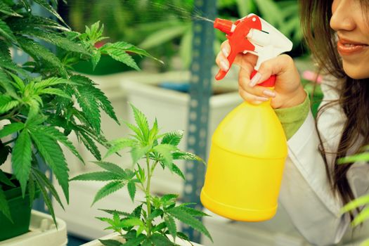 Closeup female scientist farmer using spray bottle on gratifying cannabis plants in the curative indoor cannabis farm, greenhouse, grow facility. Concept of growing cannabis plant for medical purpose.