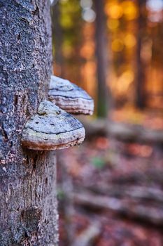 Image of Pair of fungi growing on tree trunk with warm forest background in late fall