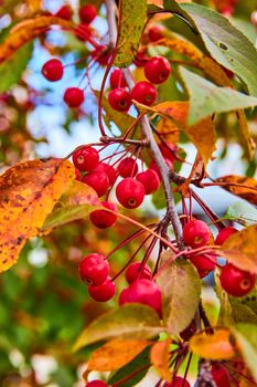 Image of Detail of red berries growing on fall tree branch