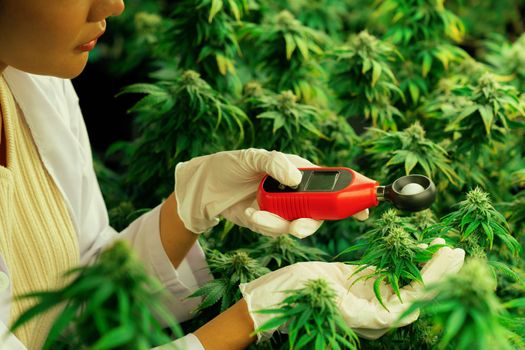 Scientist is measuring temperature and humidity on gratifying cannabis plants and buds in medicinal indoor cannabis farm using thermometer and hygrometer. Concept of cannabis farm in grow facility.