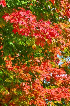 Image of Detail of tree turning red for fall