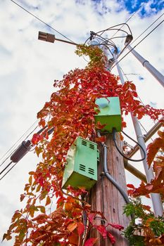 Image of Looking up at telephone pole with green boxes and covered in red vines