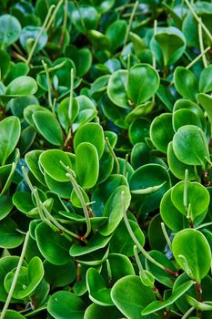 Image of Round glossy leaves on plant in detail of Rainforest garden