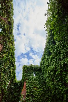 Image of Looking up in alley of abandoned brick building covered fully in green vines and ivy