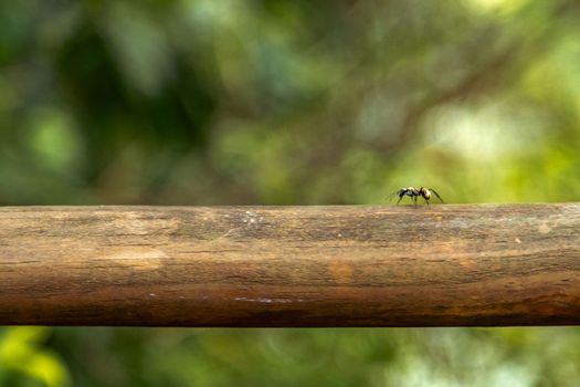 ant on a tree branch in the forest. 