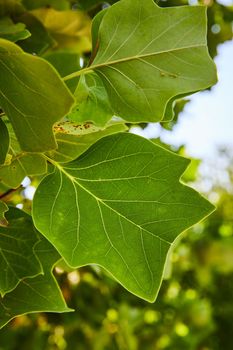 Image of Detail of beautiful leaves on tree with detail of veins