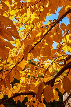 Image of Detail inside golden glowing yellow fall-leafed tree