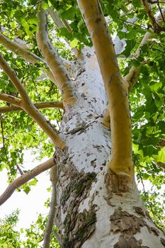 Image of Looking up large tree with white trunk and peeling bark