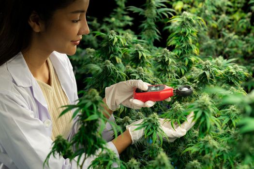 Scientist is measuring temperature and humidity on gratifying cannabis plants and buds in medicinal indoor cannabis farm using thermometer and hygrometer. Concept of cannabis farm in grow facility.