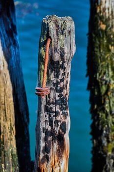 Image of Detail of abandoned pilings with fire damage