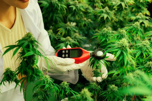 Scientist is measuring temperature and humidity on gratifying cannabis plants and buds in medicinal indoor cannabis farm using thermometer and hygrometer. Concept of cannabis farm in grow facility.