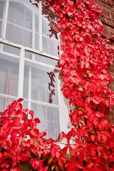 Image of Looking up outside of window detail framed by stunning red vines growing around