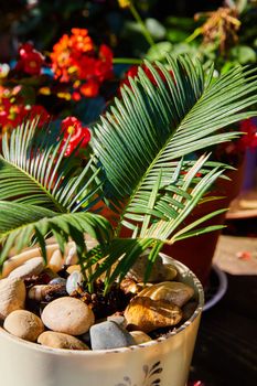 Image of Detail of zen garden plant in pot surrounded by flowers