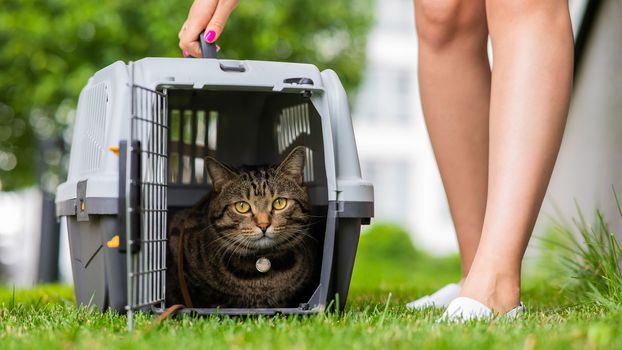 A gray striped cat lies in a carrier on the green grass in the open air next to the feet of the owner