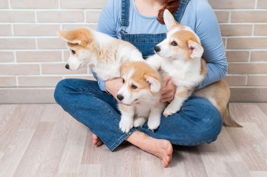 Caucasian woman holding three cute pembroke corgi puppies
