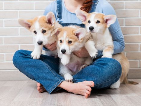 Caucasian woman holding three cute pembroke corgi puppies
