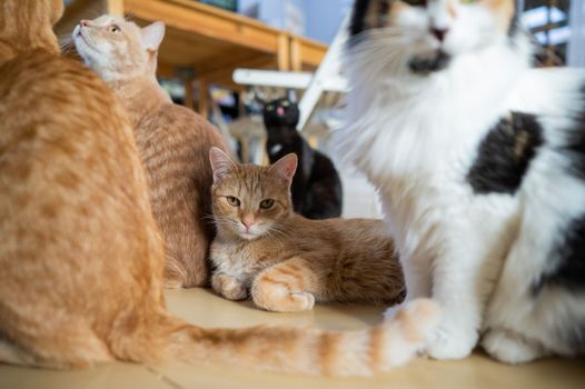 A group of cats in a cat cafe. Charity space