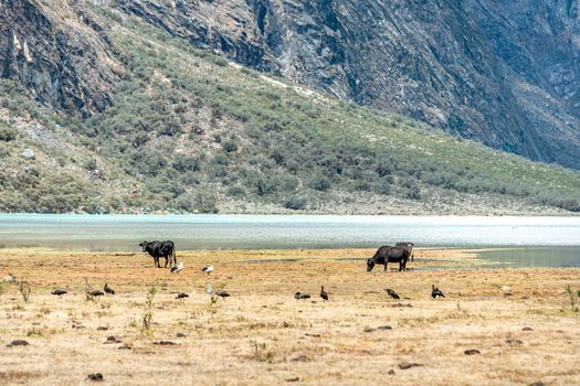 cattle graze by a mountain lake. 