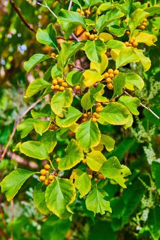 Image of Detail of bush with vibrant green leaves and small yellow berries