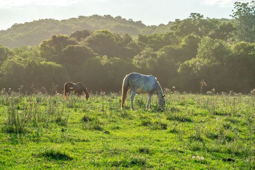 horses in nature at sunrise. High quality 