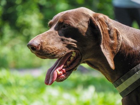 brown young german braco dog in the park with owner