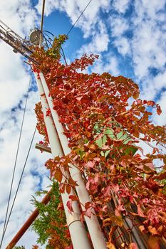 Image of Red vines grow up and take over wood telephone pole viewed from below