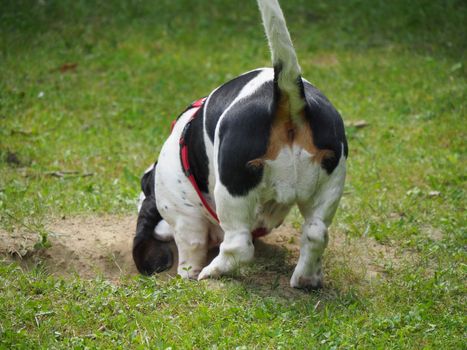 Relaxing black white brown funny basset hound in the garden in summer