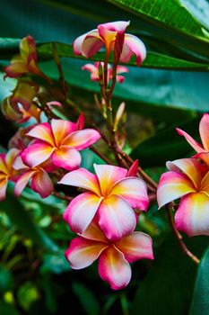 Image of Detail of stunning rainforest flowers of pink and orange