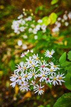 Image of Detail of small white flowers in warm light with soft background