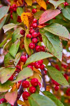 Image of Up close to fall tree branch covered in small red berries