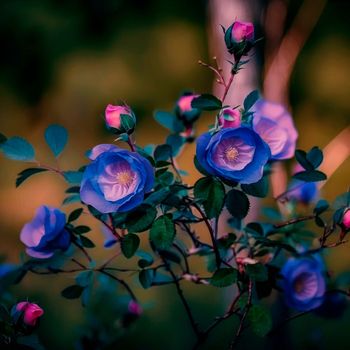 Wild rose with blue buds. High quality illustration