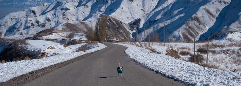 Jack Russell Terrier dog in a knitted sweater runs along the road among the snow-capped mountains