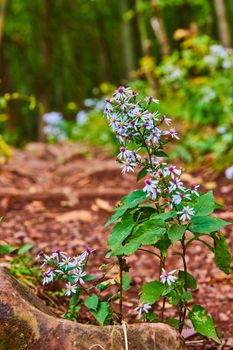 Image of Detail of flowers low to ground with fall leaves and greenery soft behind