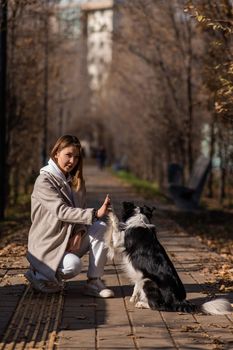 Dog border collie gives high five to the owner on a walk in the autumn park