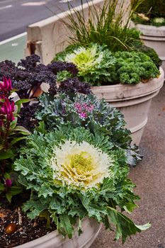 Image of Pot plants in city with cabbage-like plant