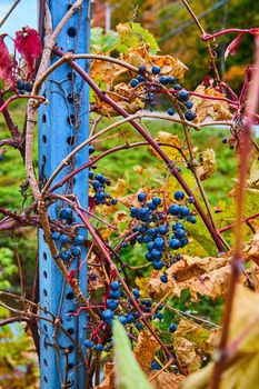 Image of Detail of blue berries growing on vines along metal pole