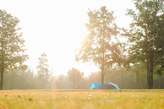 Camping and tent under the pine forest in sunset. defocused sunlight blocked by green trees in the middle of the forest.