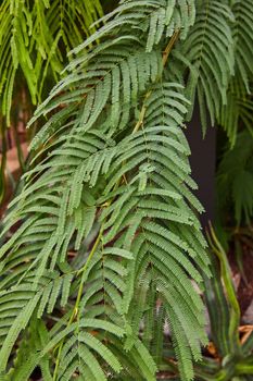 Image of Rainforest fern plant in detail muted greens