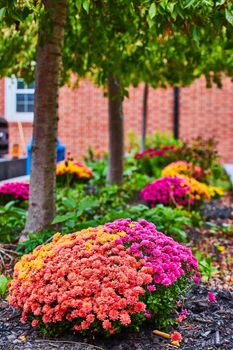Image of Simple flower garden with rows of trees and brick wall behind