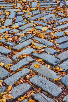 Image of Walkway with pattern of bricks and gaps filled with fall leaves