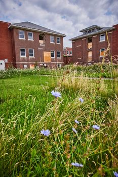 Image of Purple field flowers outside of large abandoned brick hospital buildings in America