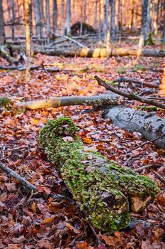 Image of Log on forest floor in late fall covered by moss and green shelf fungi mushrooms with fall foliage around