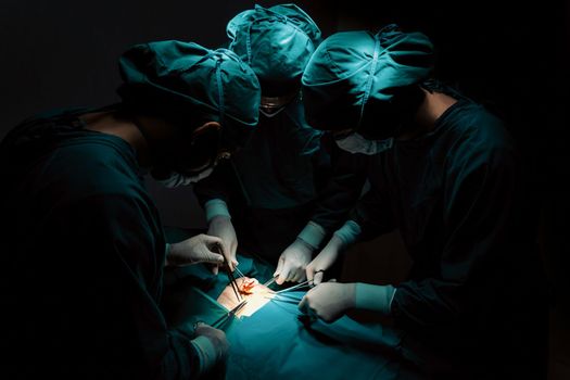 Surgical team performing surgery to patient in sterile operating room. In a surgery room lit by a lamp, a professional and confident surgical team provides medical care to an unconscious patient.