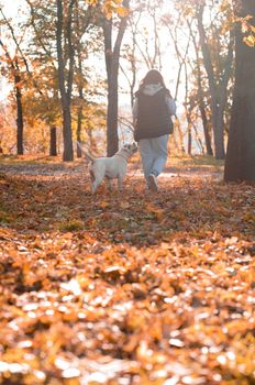 the dog plays with the mistress in the park. Close-up of a woman in a jacket and an American bulldog dog