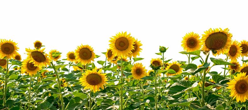 background with a field of blooming sunflowers