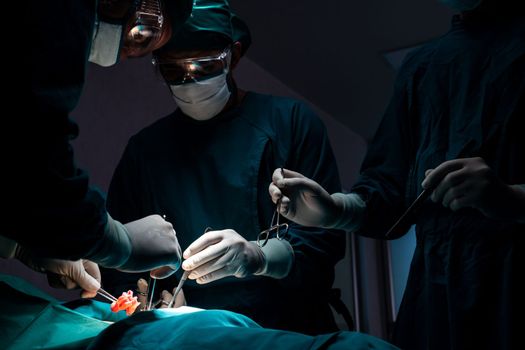 Surgical team performing surgery to patient in sterile operating room. In a surgery room lit by a lamp, a professional and confident surgical team provides medical care to an unconscious patient.