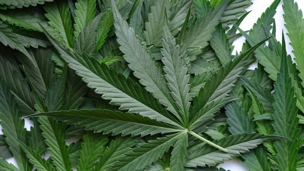 Many green leaves of narcotic cannabis plant background. Legal production of narcotic drugs concept