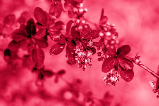 Young branches of the shrub. Close-up on blurred greenery with copying of space, using as a background the natural landscape, ecology, fresh wallpaper concepts. Viva Magenta Background color