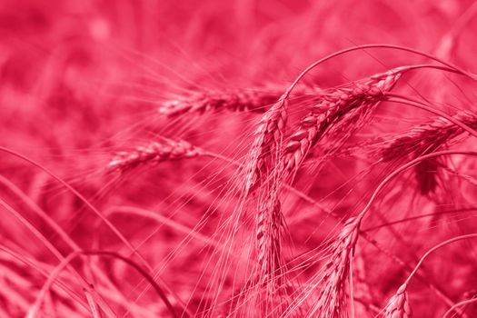 Agricultural field. Ripe ears of wheat on a sunny day. The concept of a rich harvest. Wheat field.Viva Magenta Background color